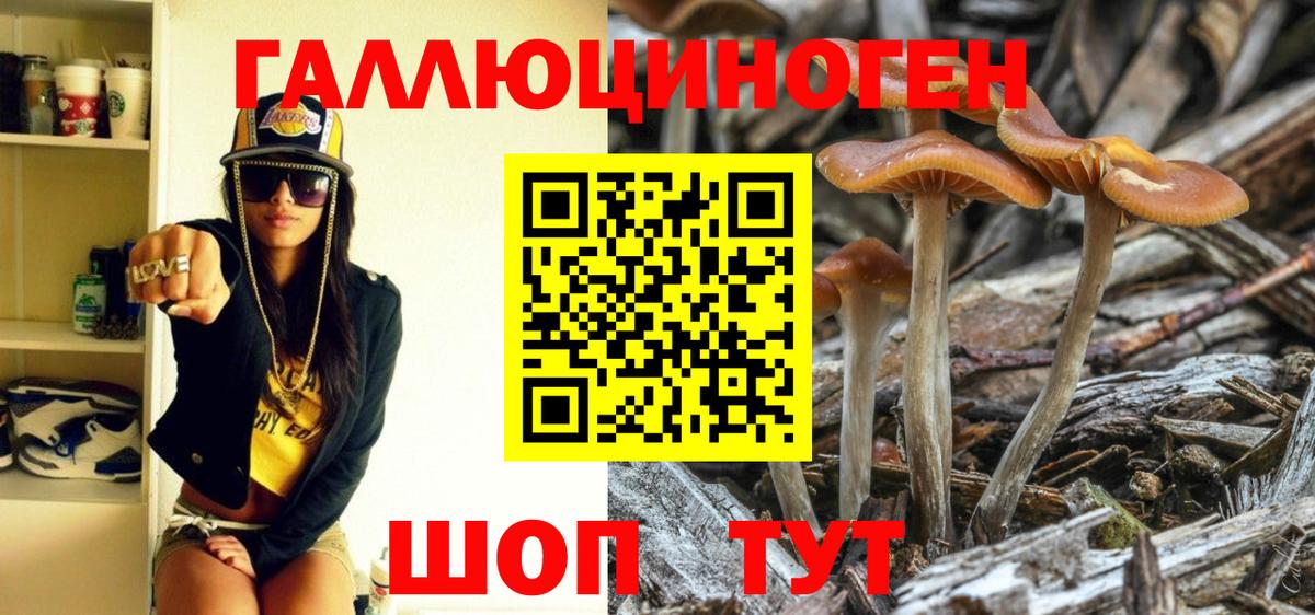 Псилоцибиновые грибы Psilocybe  Вход с VPN  Гатчина 